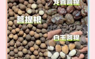 龙眼菩提产地溯源，南亚产区籽型纹理与天然三角眼特征解析