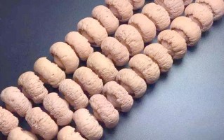 莲花菩提产区解析，酸枣核原生产地与骨质纹路形成原理