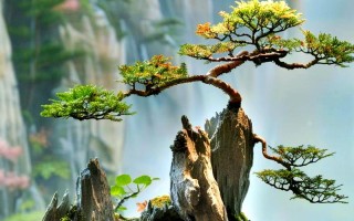 奇石摆放有门道，奇石长期养护防止风化失色