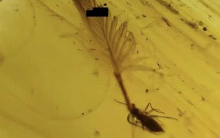 亿年时光封藏：羽虫共生琥珀标本赏析
