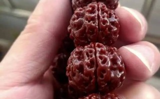 金刚菩提新料老料产地差异，存放风化带来皮质色泽变化规律