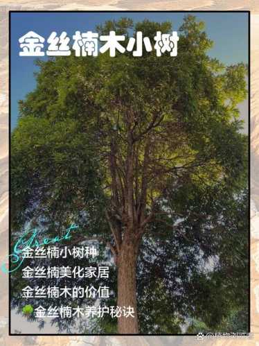 四川桢楠金丝楠，得天独厚的生长环境与木料特质