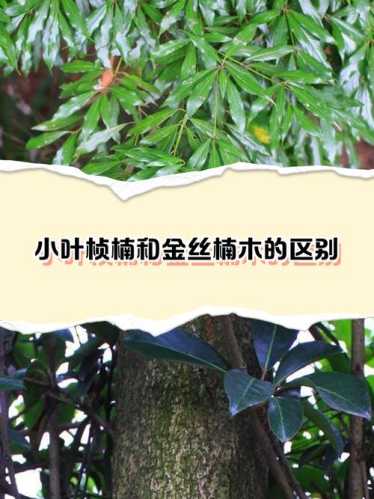 四川桢楠金丝楠，得天独厚的生长环境与木料特质