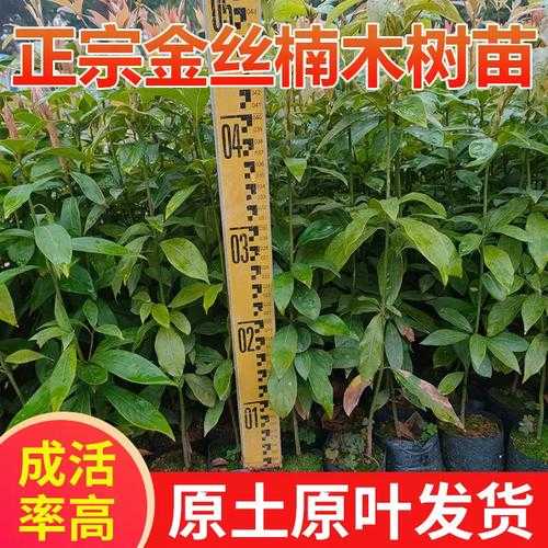 四川桢楠金丝楠，得天独厚的生长环境与木料特质