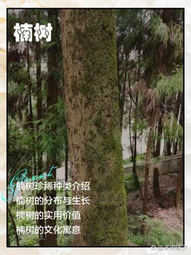 桢楠、闽楠、紫楠区分，不同产地楠木特征对比