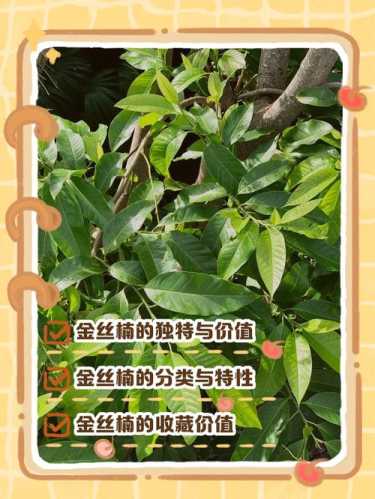 金丝楠耐腐防虫特性，千年不腐的木材内在机理