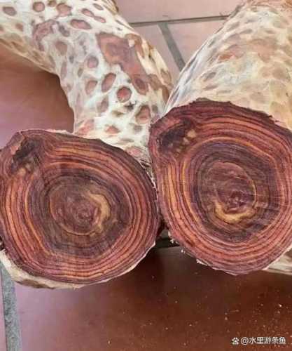 黄花梨心边材分辨，天然材色过渡的产地原生特征