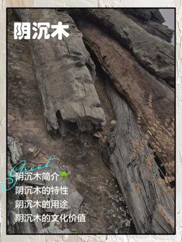 阴沉木纹理特征解读,原生木纹与水下侵蚀痕迹分辨 阴沉木纹理特征解读,原生木纹与水下侵蚀痕迹分辨