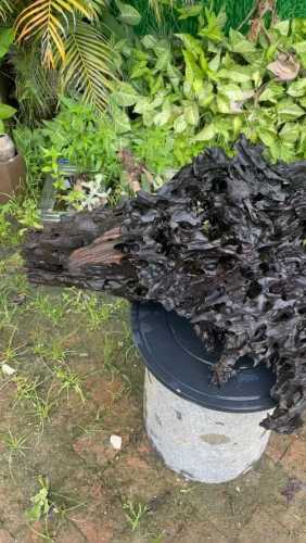 阴沉木防虫耐腐特性,长期厌氧环境形成的天然优势 阴沉木防虫耐腐特性,长期厌氧环境形成的天然优势