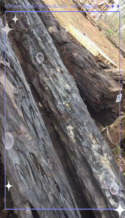 不同流域阴沉木对比，长江流域与西江流域料质差别