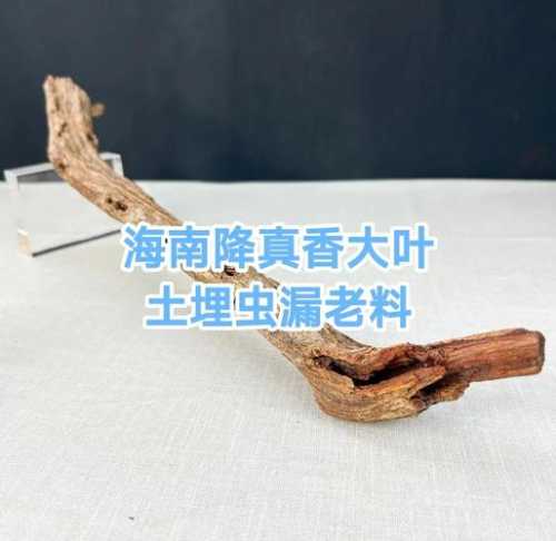 虫漏沉香产地成因，虫蛀创伤结香的外观与香韵特点