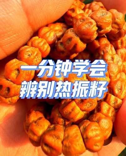 热振百香籽产地探秘,高原气候形成鬼脸纹路与坚硬皮质特征 热振百香籽产地探秘,高原气候形成鬼脸纹路与坚硬皮质特征
