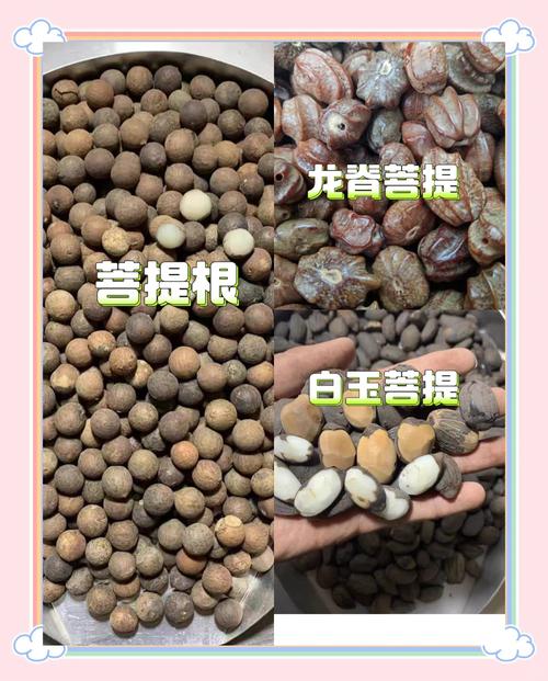 龙眼菩提产地溯源,南亚产区籽型纹理与天然三角眼特征解析 龙眼菩提产地溯源,南亚产区籽型纹理与天然三角眼特征解析