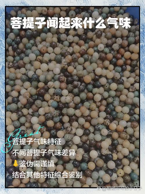 龙眼菩提产地溯源,南亚产区籽型纹理与天然三角眼特征解析 龙眼菩提产地溯源,南亚产区籽型纹理与天然三角眼特征解析