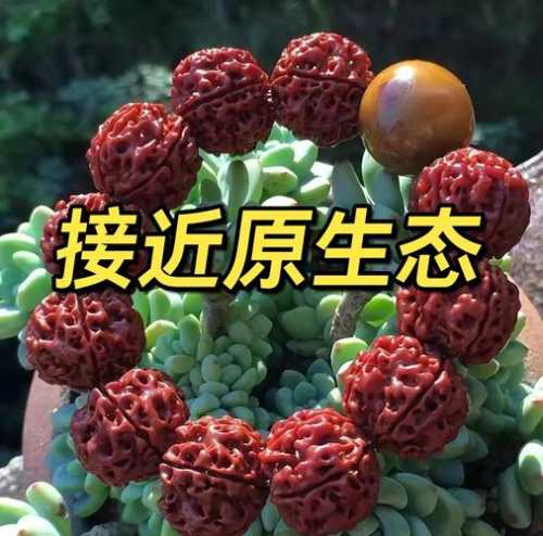 各类菩提开裂成因，产地环境决定籽料稳定性与抗裂特性