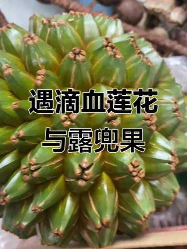 滴血莲花菩提产地溯源，野生棕榈果实天然纹理与皮质特点