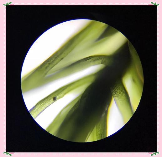 野趣微观苔藓,观察野外苔藓微观结构美感 野趣微观苔藓,观察野外苔藓微观结构美感