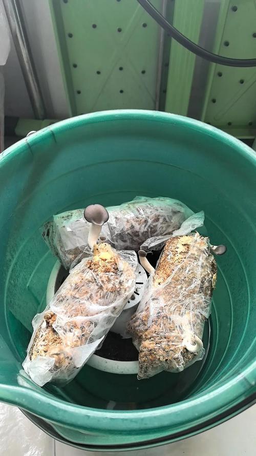 野趣微观玩法,在家搭建简易微观观察小空间 野趣微观玩法,在家搭建简易微观观察小空间